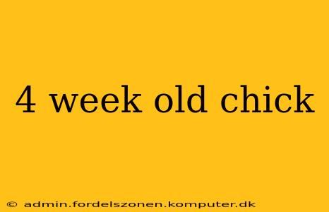 4 week old chick