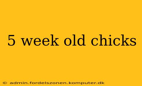 5 week old chicks
