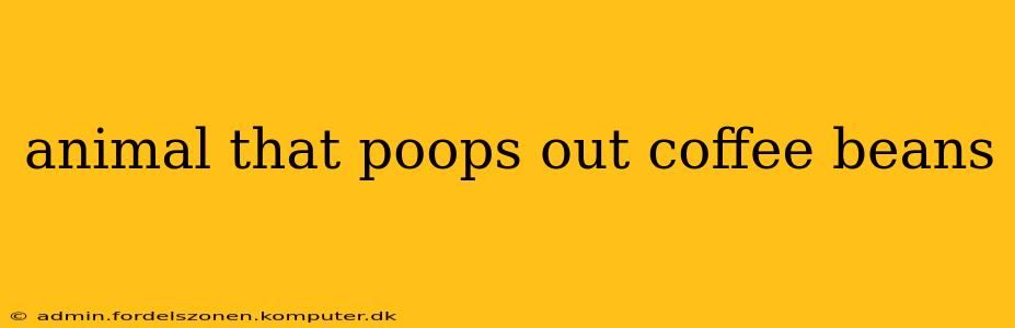 animal that poops out coffee beans