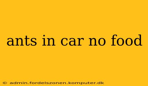 ants in car no food