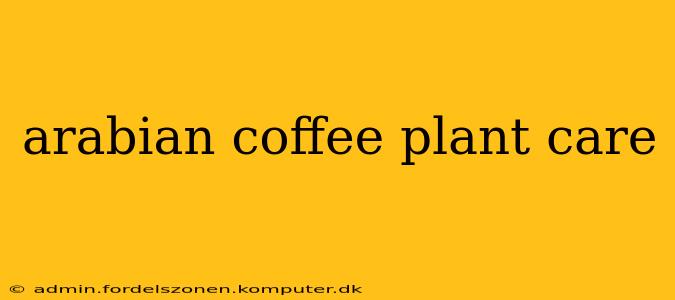 arabian coffee plant care