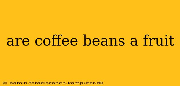 are coffee beans a fruit
