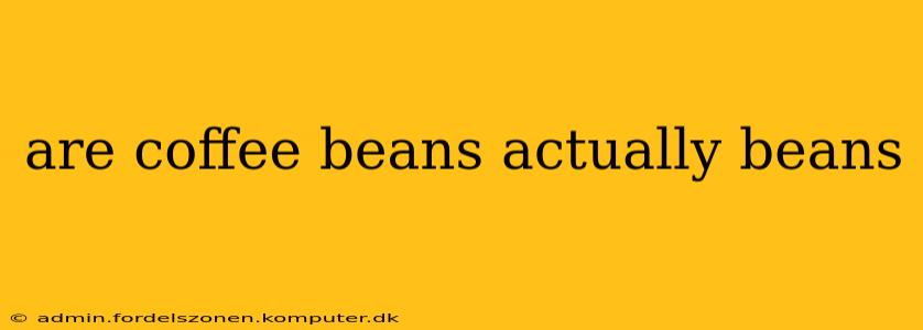 are coffee beans actually beans