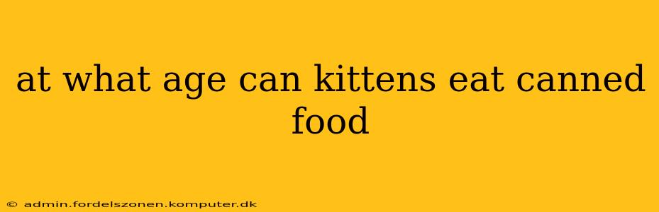 at what age can kittens eat canned food