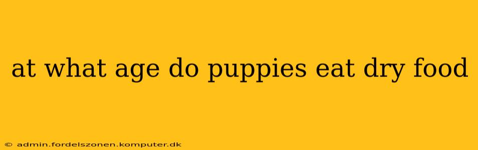 at what age do puppies eat dry food