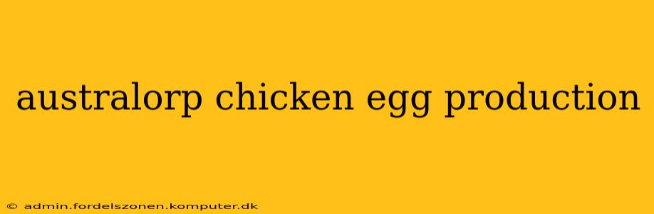 australorp chicken egg production