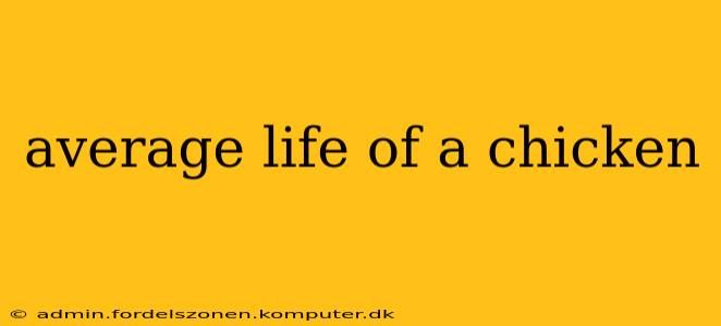 average life of a chicken