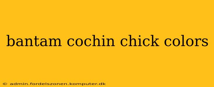 bantam cochin chick colors