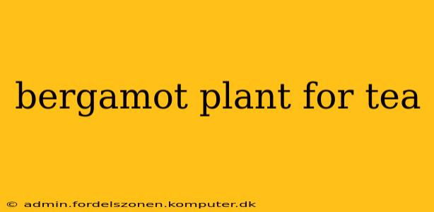 bergamot plant for tea