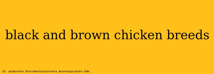 black and brown chicken breeds