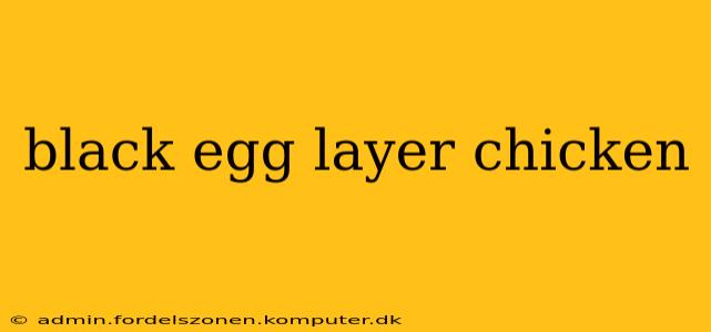 black egg layer chicken