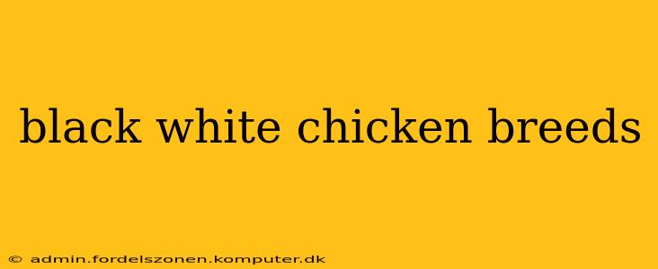 black white chicken breeds