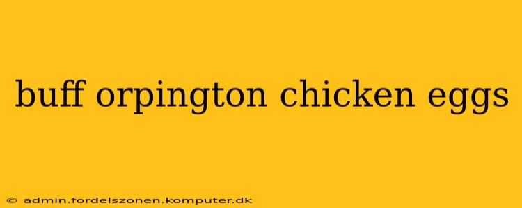 buff orpington chicken eggs
