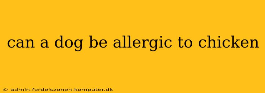 can a dog be allergic to chicken