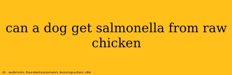 can a dog get salmonella from raw chicken