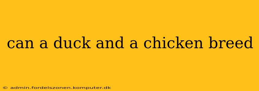 can a duck and a chicken breed