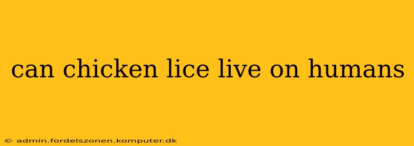 can chicken lice live on humans