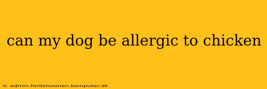 can my dog be allergic to chicken