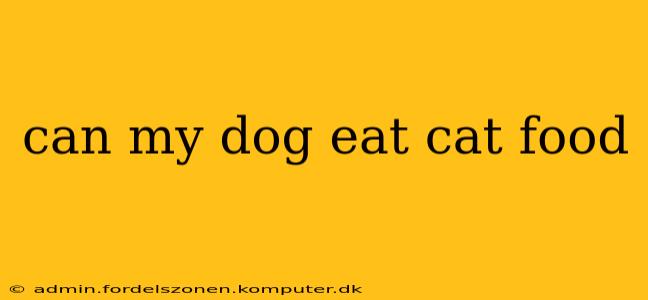 can my dog eat cat food