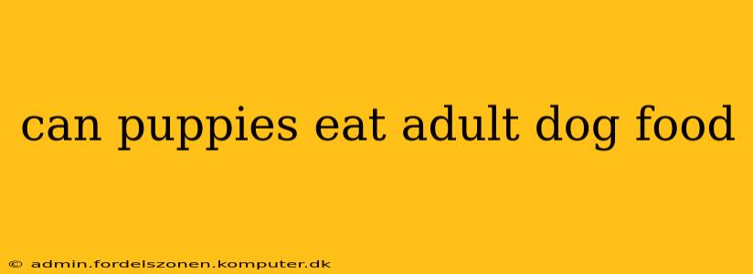 can puppies eat adult dog food