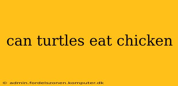 can turtles eat chicken