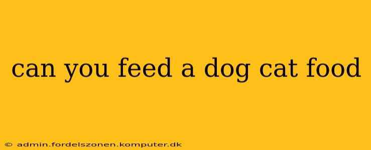 can you feed a dog cat food