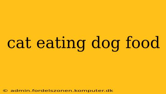 cat eating dog food