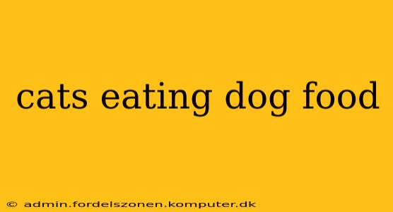 cats eating dog food