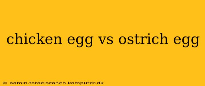chicken egg vs ostrich egg