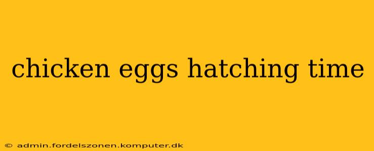 chicken eggs hatching time