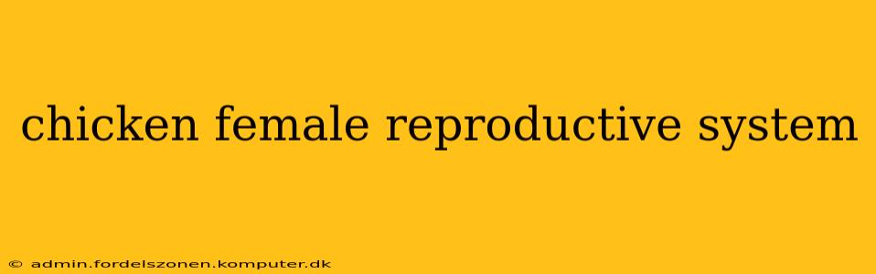 chicken female reproductive system