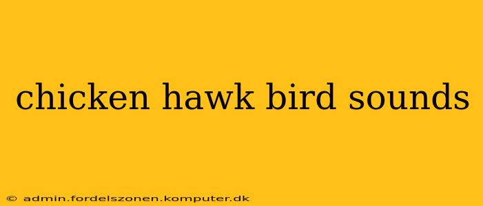 chicken hawk bird sounds