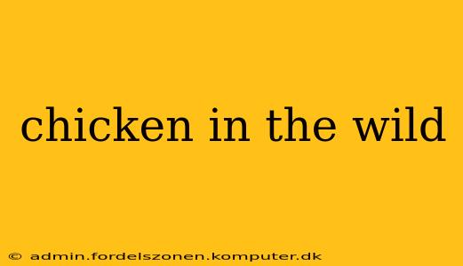 chicken in the wild