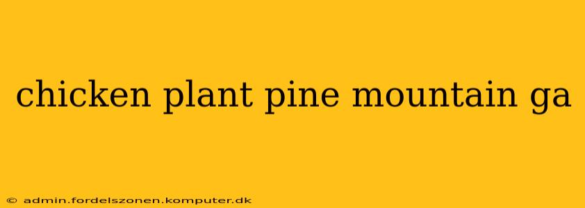 chicken plant pine mountain ga