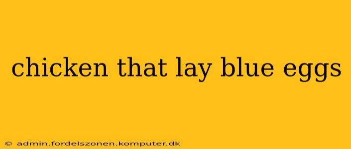 chicken that lay blue eggs