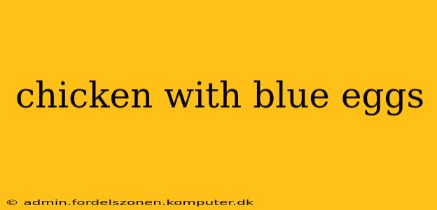 chicken with blue eggs