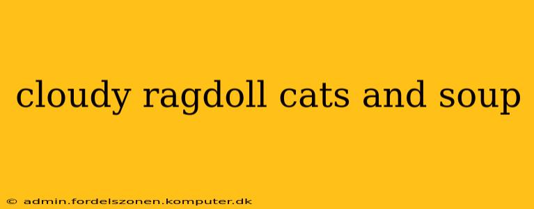 cloudy ragdoll cats and soup