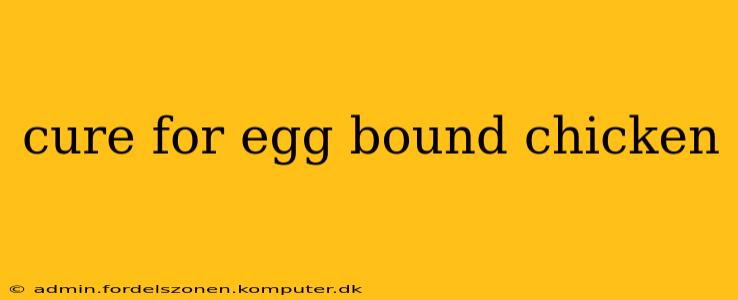 cure for egg bound chicken