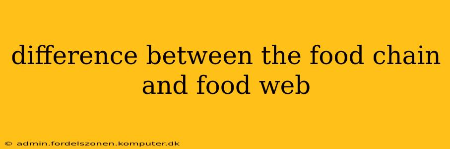 difference between the food chain and food web