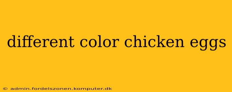 different color chicken eggs