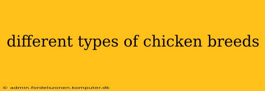 different types of chicken breeds