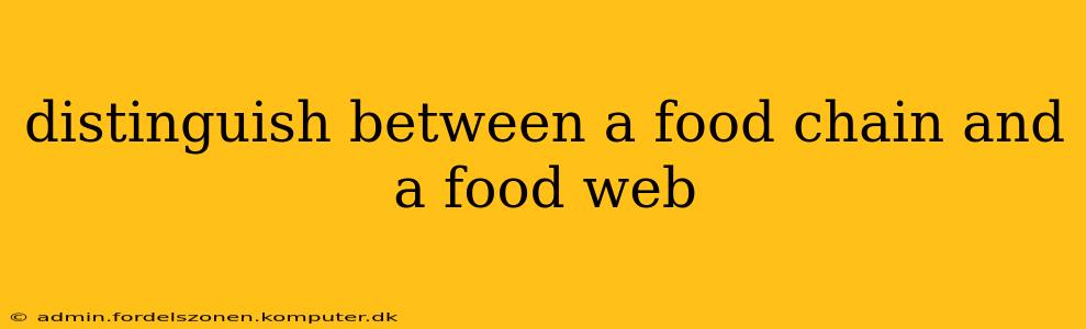distinguish between a food chain and a food web