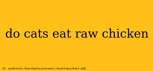 do cats eat raw chicken
