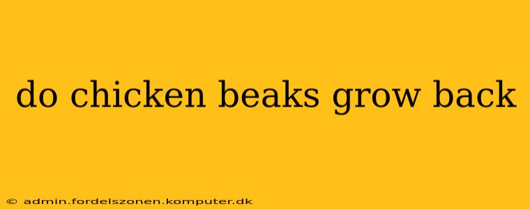 do chicken beaks grow back