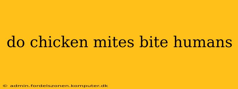 do chicken mites bite humans