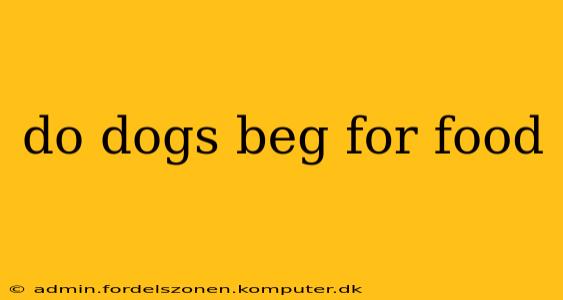 do dogs beg for food
