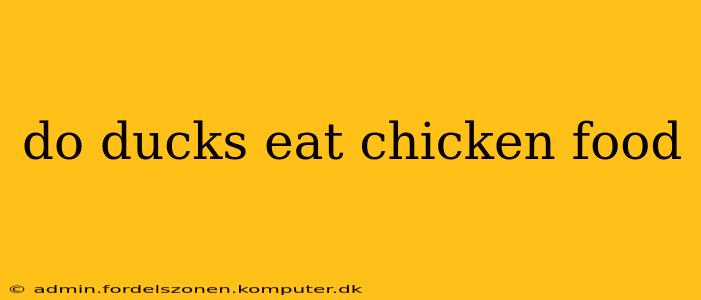 do ducks eat chicken food
