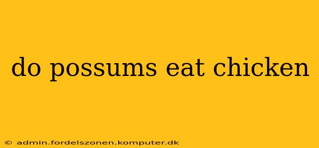 do possums eat chicken