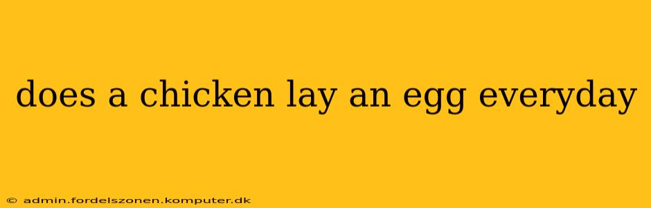 does a chicken lay an egg everyday