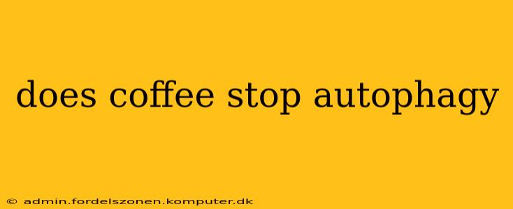 does coffee stop autophagy